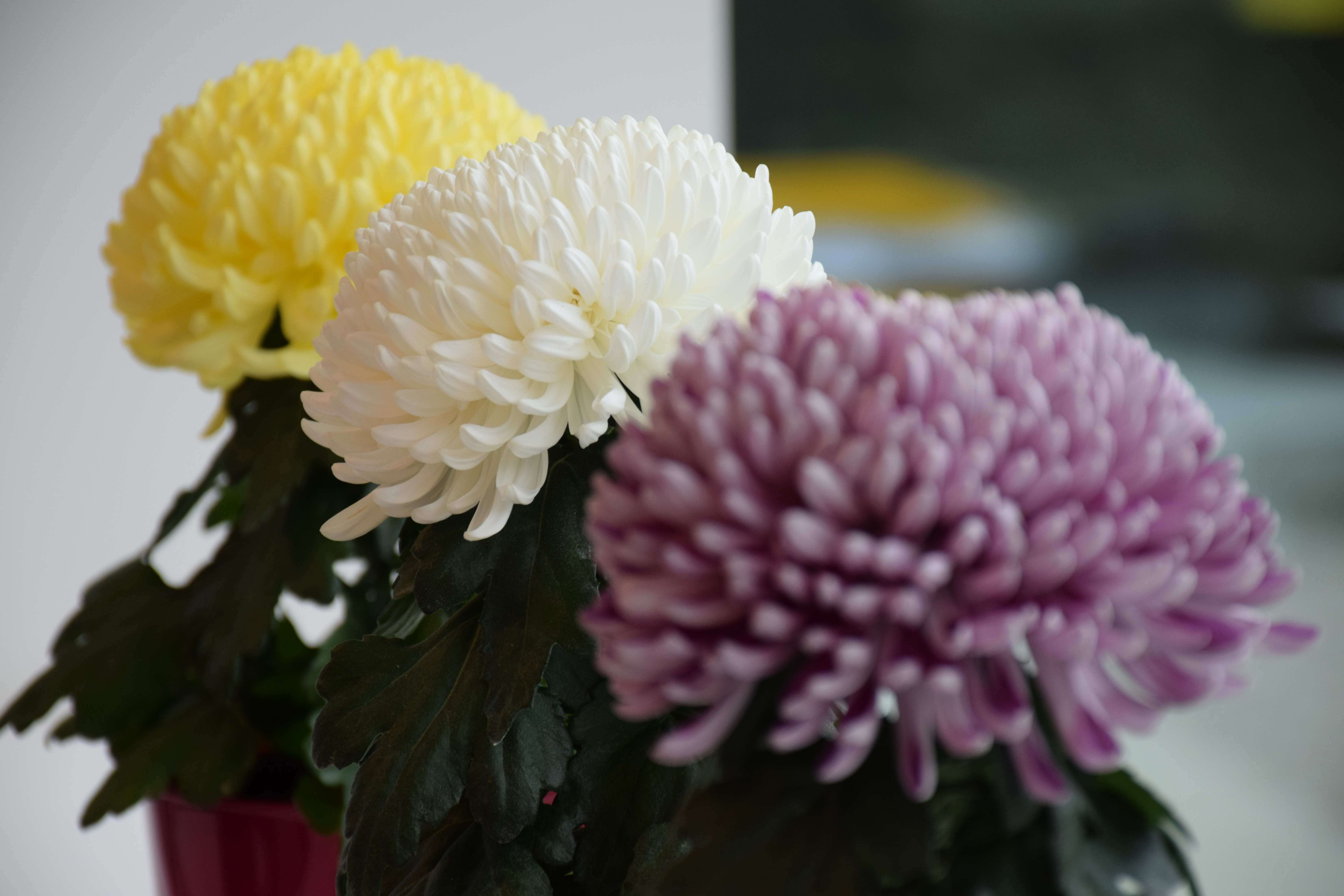 Chrysanthemum uniflorum